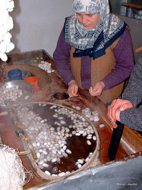 Obtenció del fil de seda